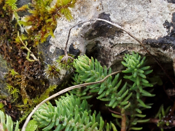Roche plantée !.jpg